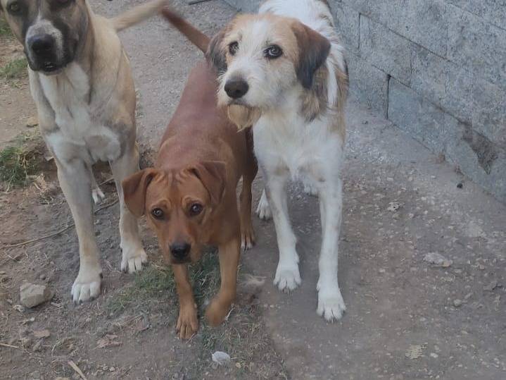 Foto 3 dell'animale