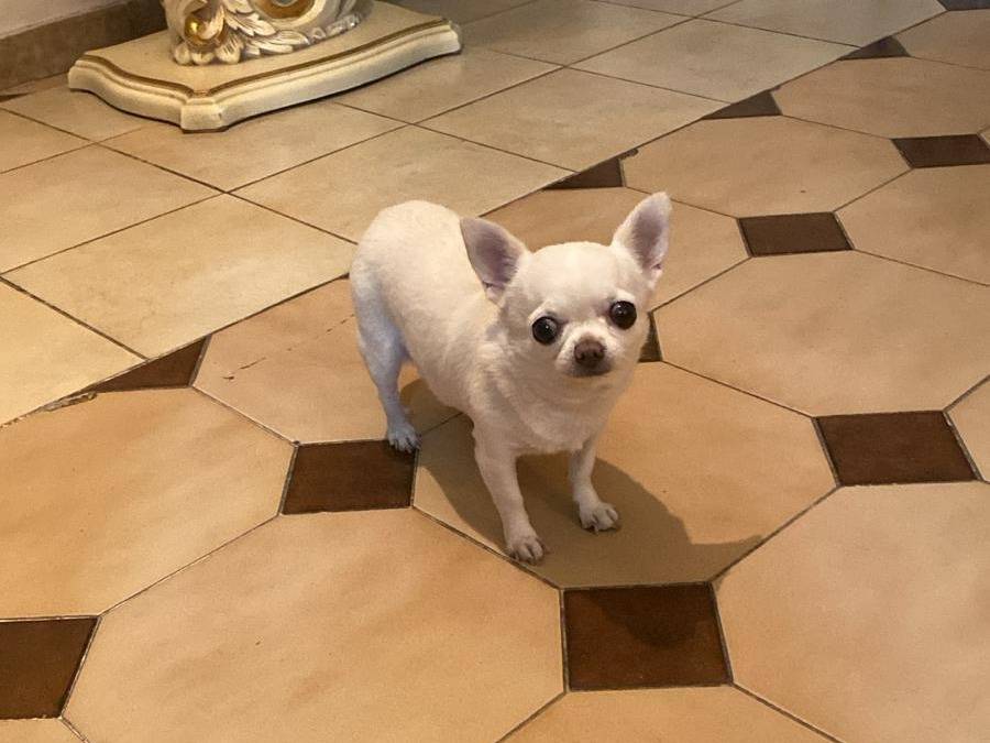 Adozione cane, femmina, Chihuahua Razza sconosciuta, 6 anni e 2 mesi, taglia piccola, Napoli