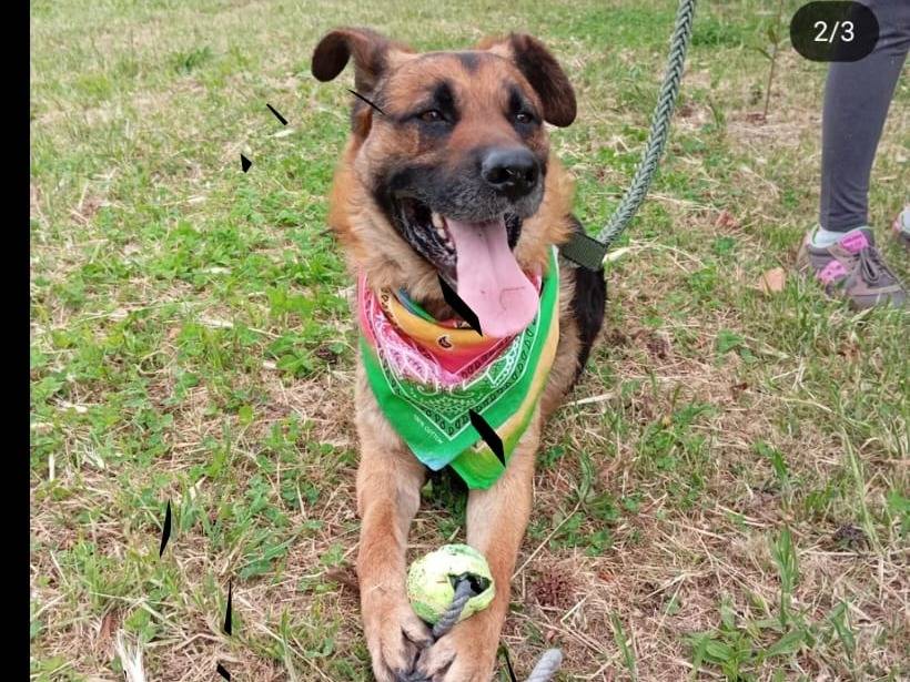 Adozione cane, maschio, Pastore tedesco Razza sconosciuta, 3 anni e 2 mesi, taglia grande, Napoli