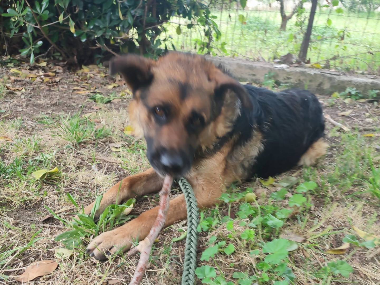 Adotta un cane, taglia grande, maschio, Napoli