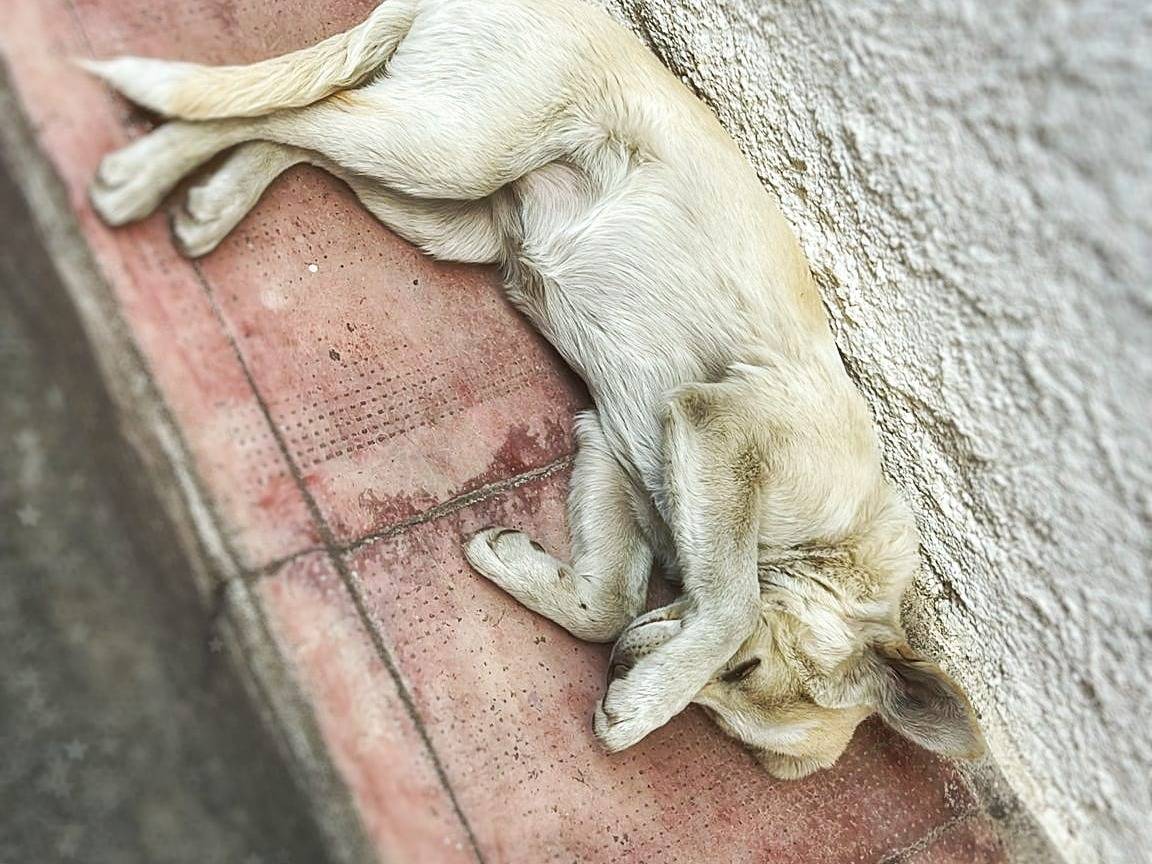 Adotta un cane, femmina, 4 mesi, Crotone