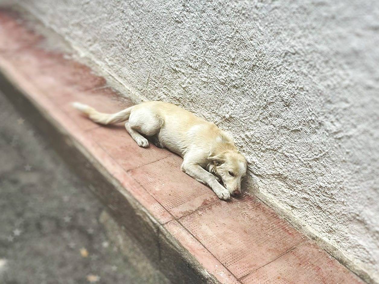 Adotta un cane, taglia media contenuta, femmina, Crotone