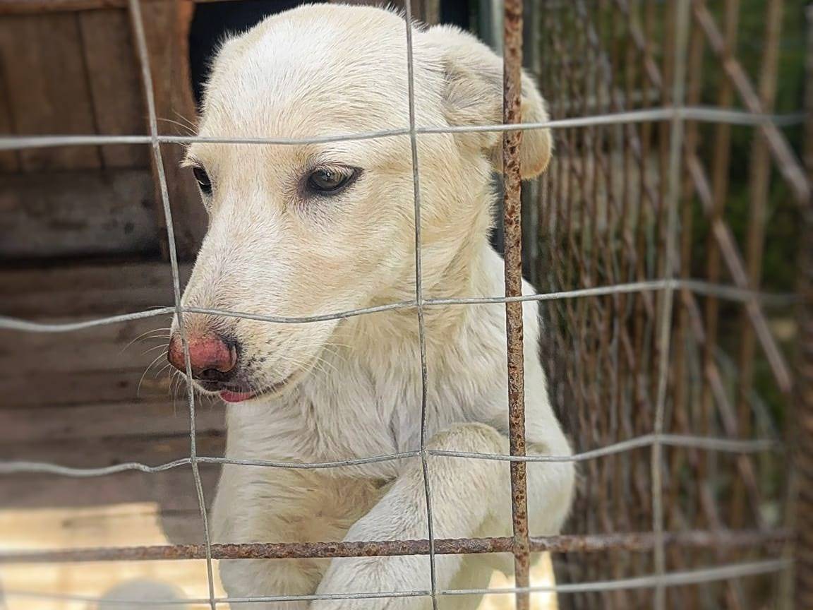 Adozione cane, femmina, Razza sconosciuta Razza sconosciuta, 4 mesi, taglia media contenuta, Crotone
