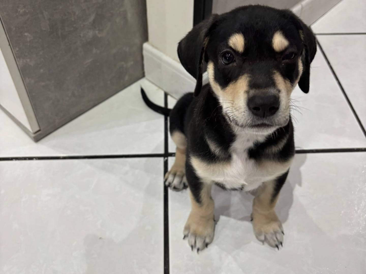 Vuoi adottare un cane a Catania?