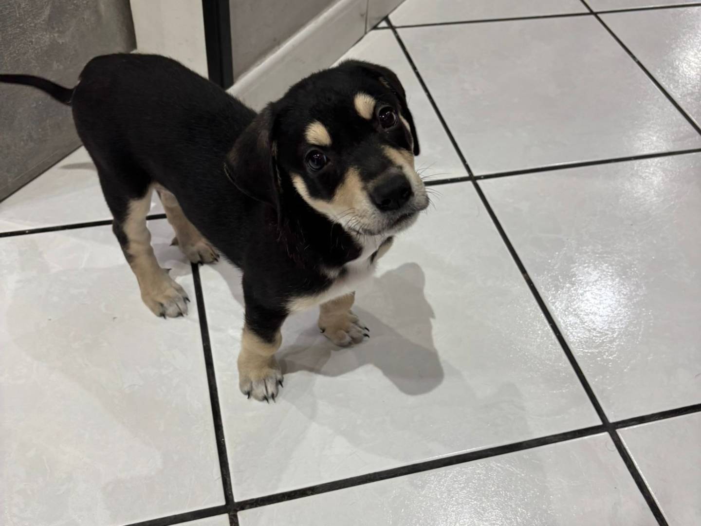 Adotta il cane Leia a Catania