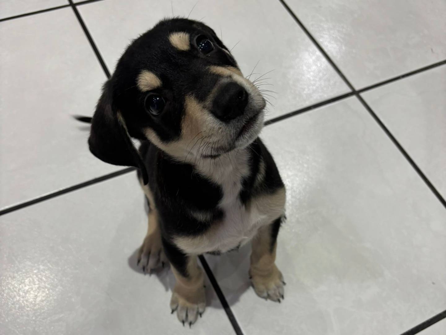 Adotta un cane, femmina, 1 mesi, Catania