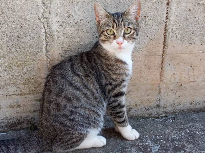 Adozione gatto, maschio, Razza sconosciuta Razza sconosciuta, 5 mesi, taglia non valida, Vicenza