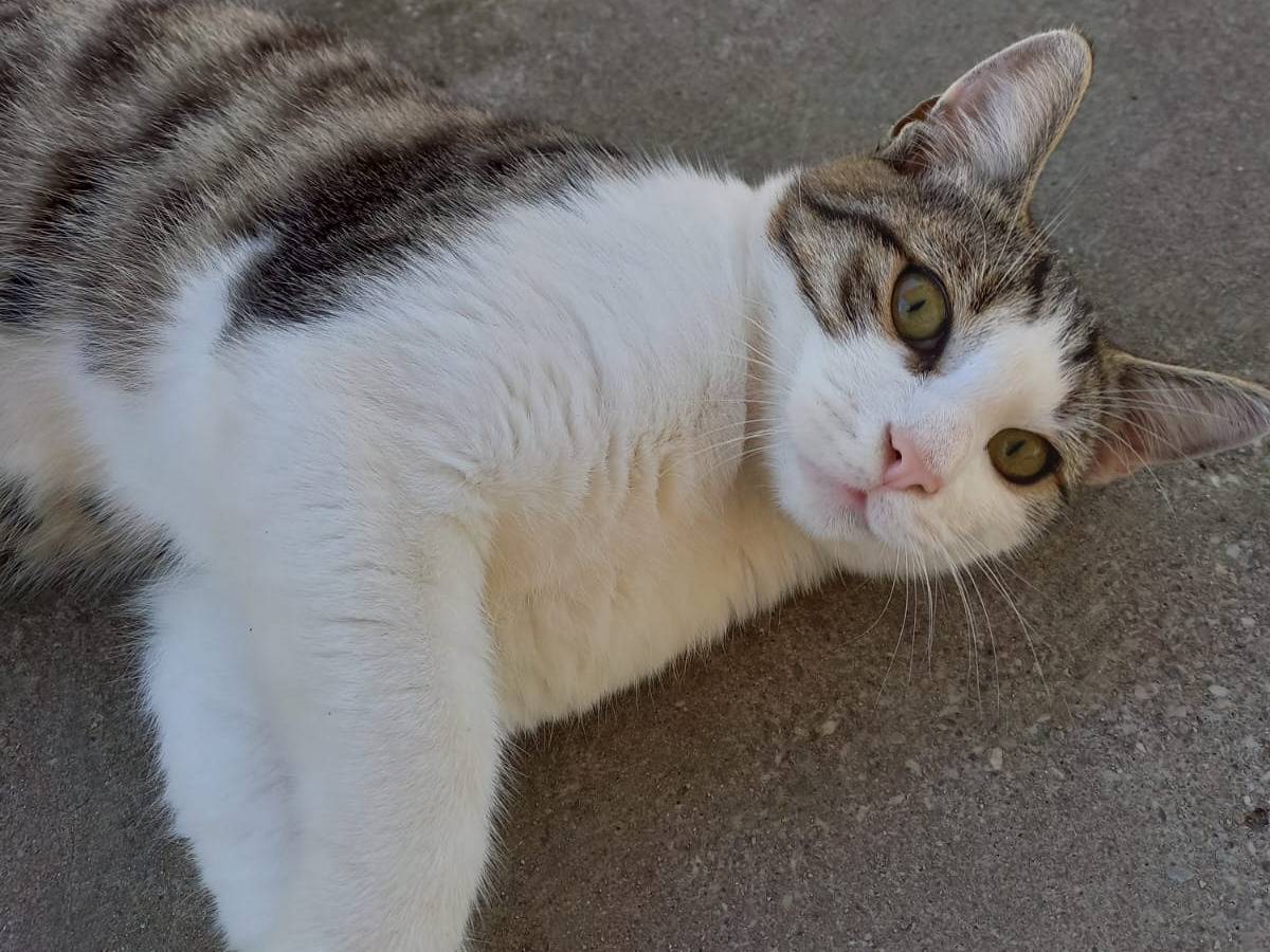 Adozione gatto, maschio, Razza sconosciuta Razza sconosciuta, 6 mesi, taglia non valida, Vicenza