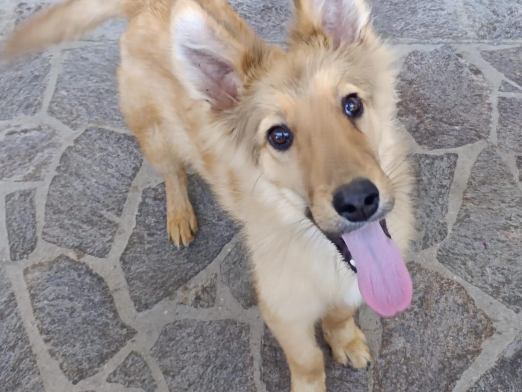Adotta il cane Pedro a Como