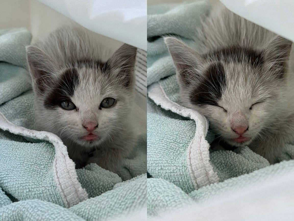 Adotta un gatto, femmina, 1 mesi, Napoli