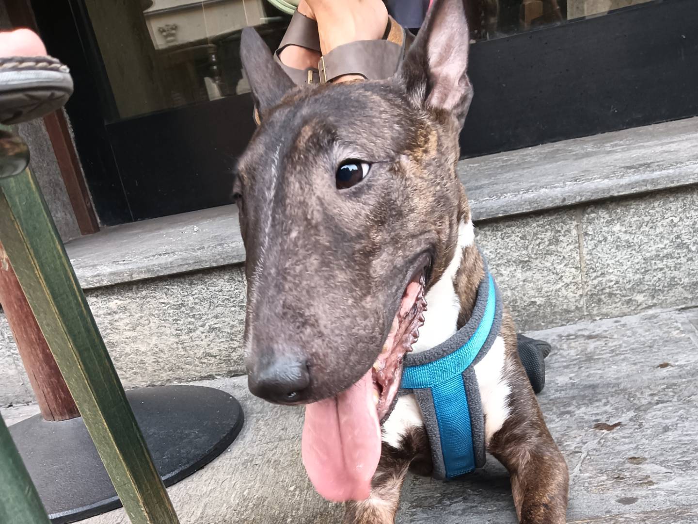Adozione cane, femmina, Bull Terrier Razza sconosciuta, 4 anni e 5 mesi, taglia media contenuta, Milano