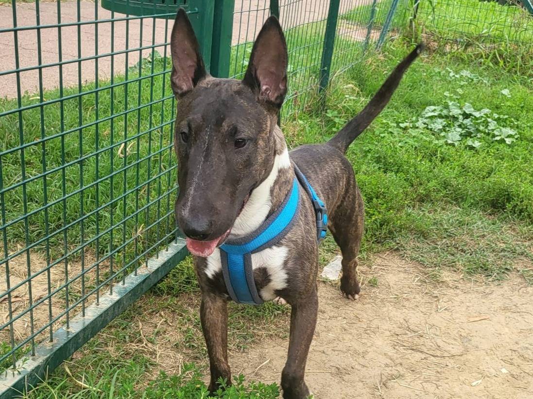 Vuoi adottare un cane a Milano?