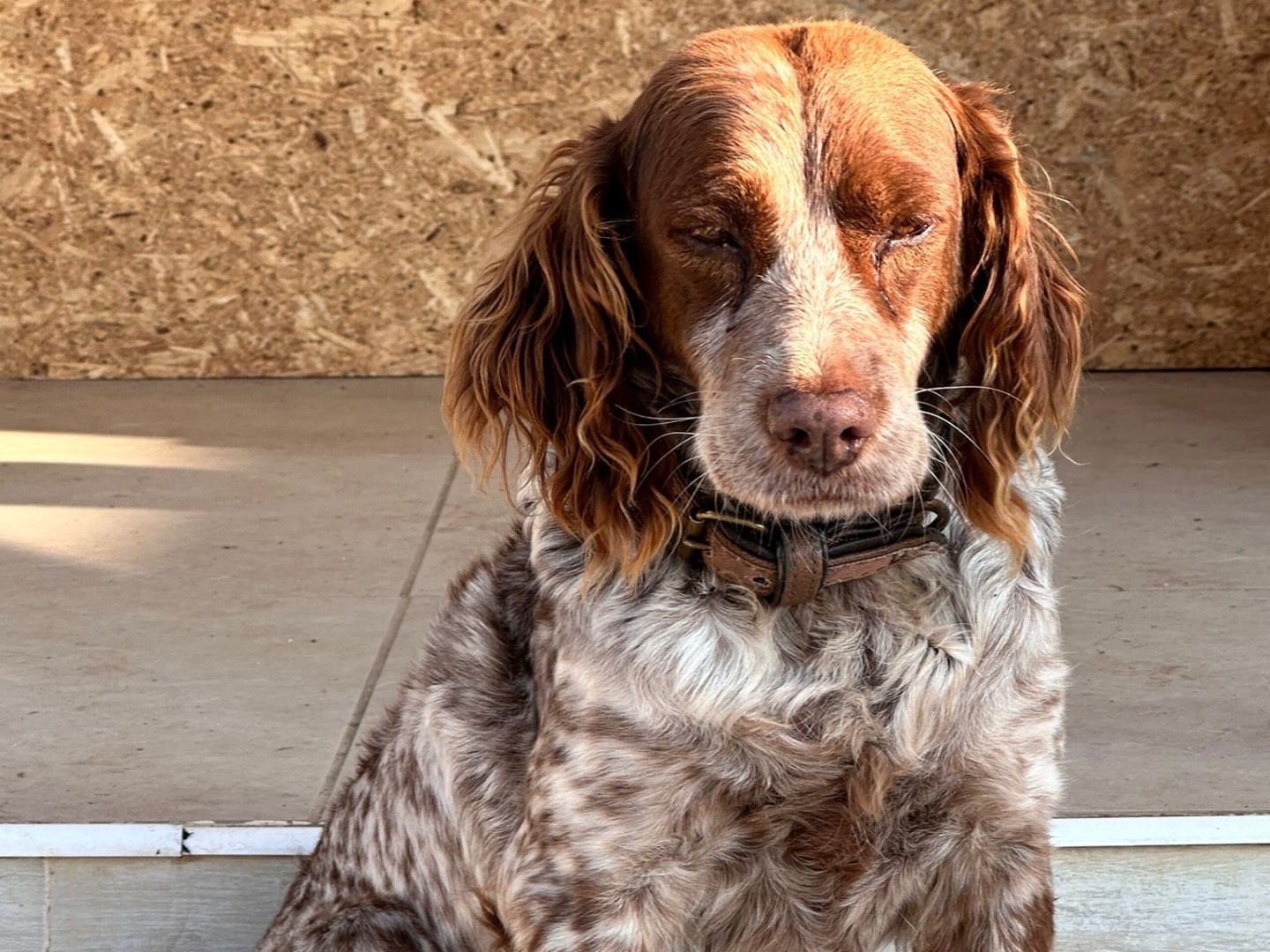 Adozione cane, femmina, Razza sconosciuta Breton, 2 anni e 2 mesi, taglia media contenuta, Latina