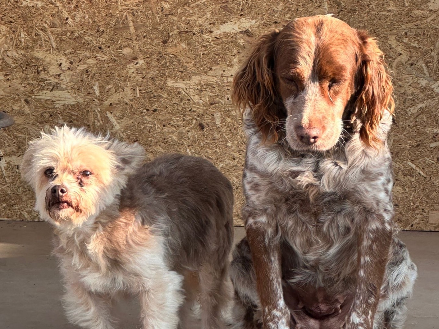 Adotta un cane, femmina, 2 anni e 2 mesi, Latina