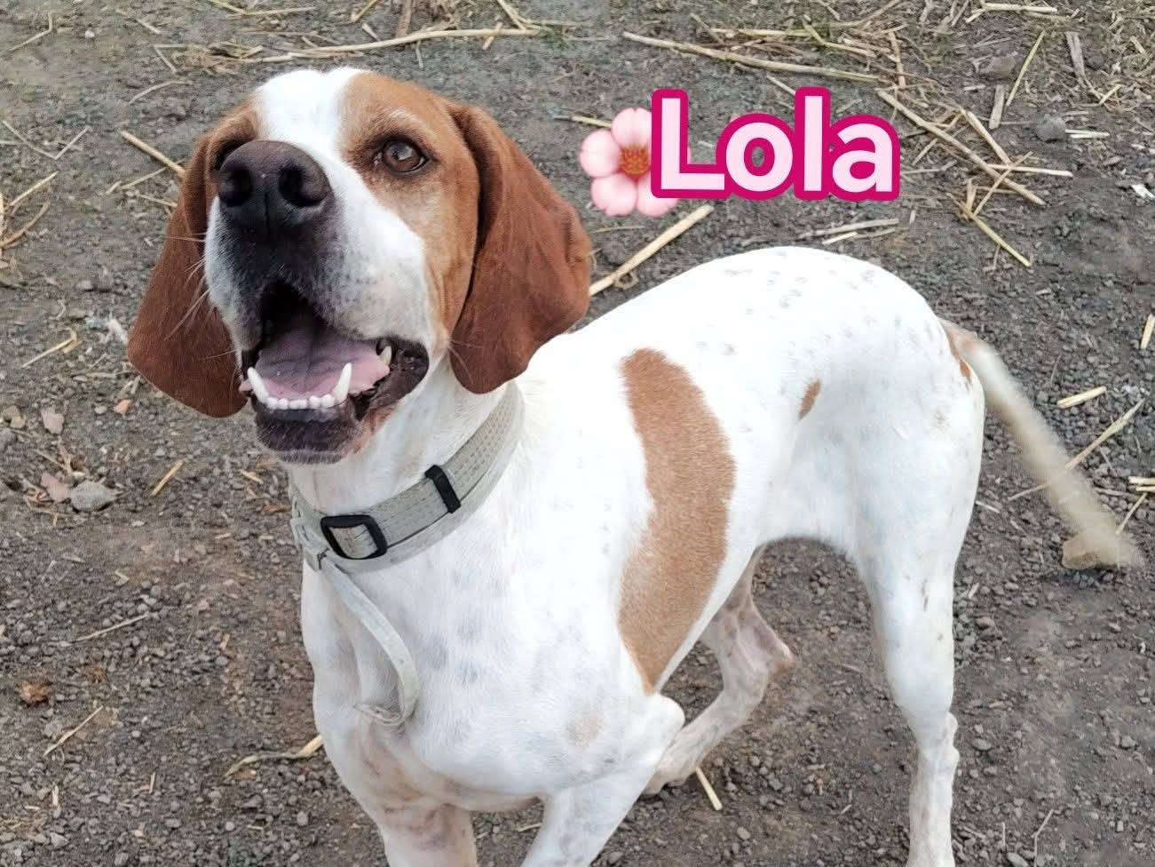 Adozione cane, femmina, Pointer Razza sconosciuta, 2 anni, taglia media, Bergamo