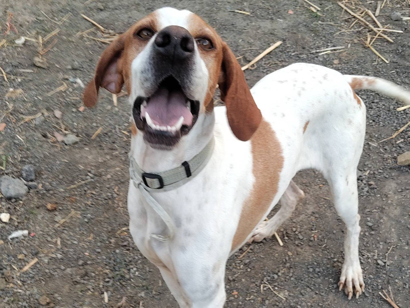 Adotta un cane, femmina, 2 anni, Bergamo