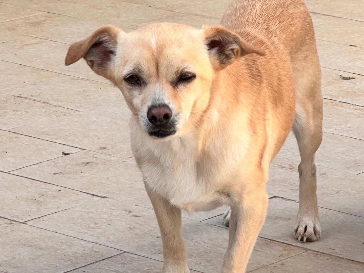 Adozione cane, femmina, Razza sconosciuta Chihuahua, 8 anni e 1 mese, taglia piccola, Latina