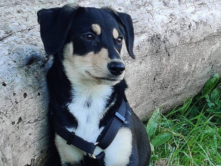 Adozione cane, maschio, Razza sconosciuta Razza sconosciuta, 2 mesi, taglia piccola, Firenze