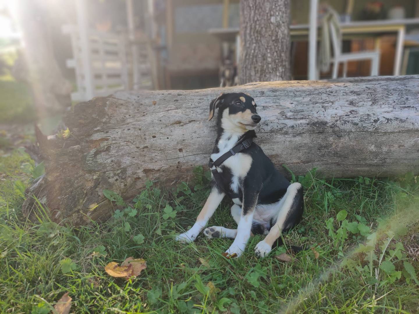 Adotta un cane, taglia piccola, maschio, Firenze