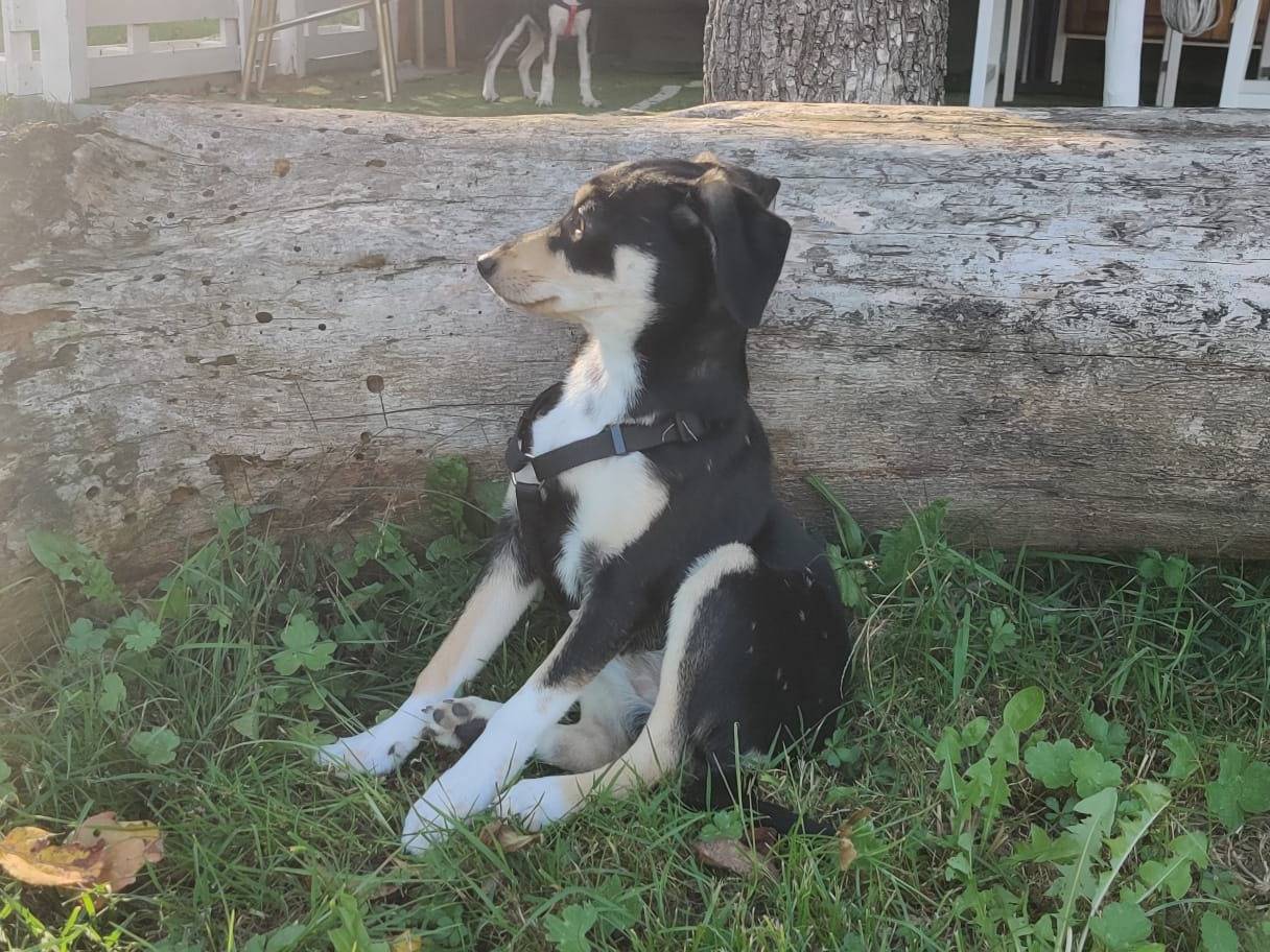 Vuoi adottare un cane a Firenze?