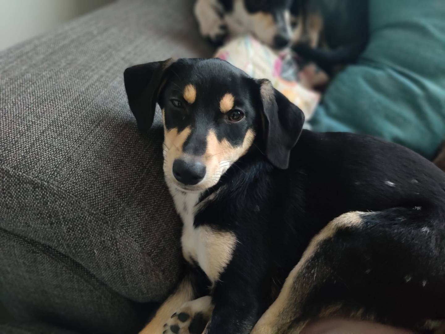 Adozione cane, femmina, Razza sconosciuta Razza sconosciuta, 2 mesi, taglia piccola, Firenze