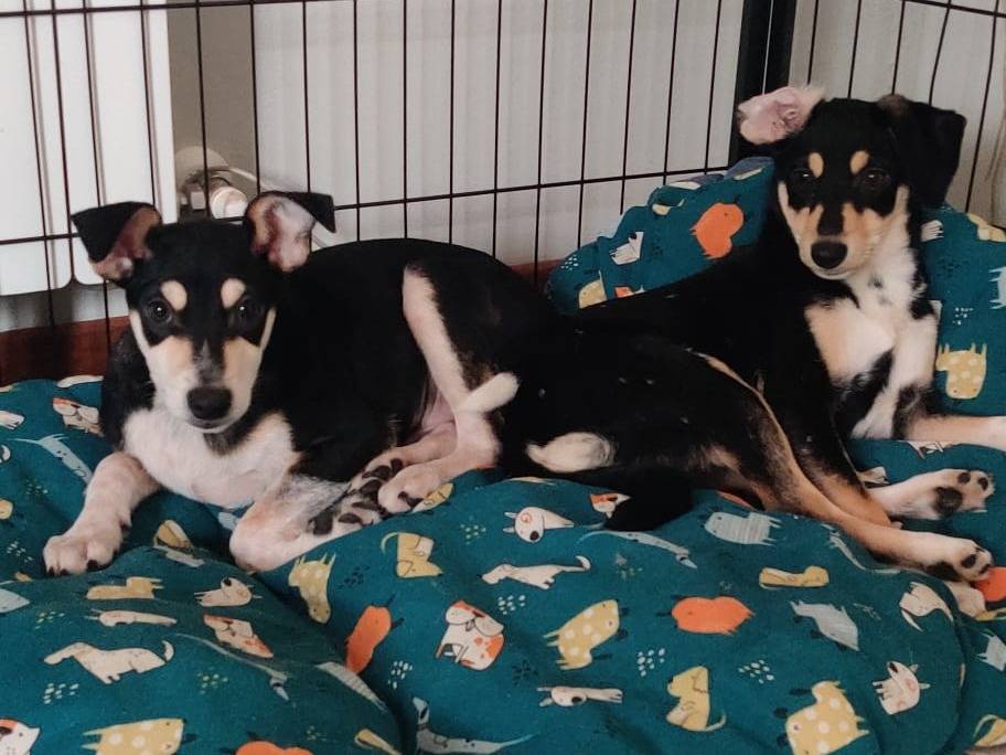 Adotta un cane, femmina, 2 mesi, Firenze