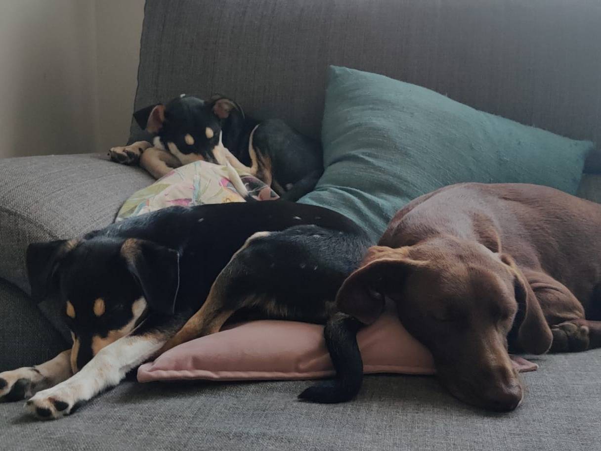 Adotta un cane, taglia piccola, femmina, Firenze