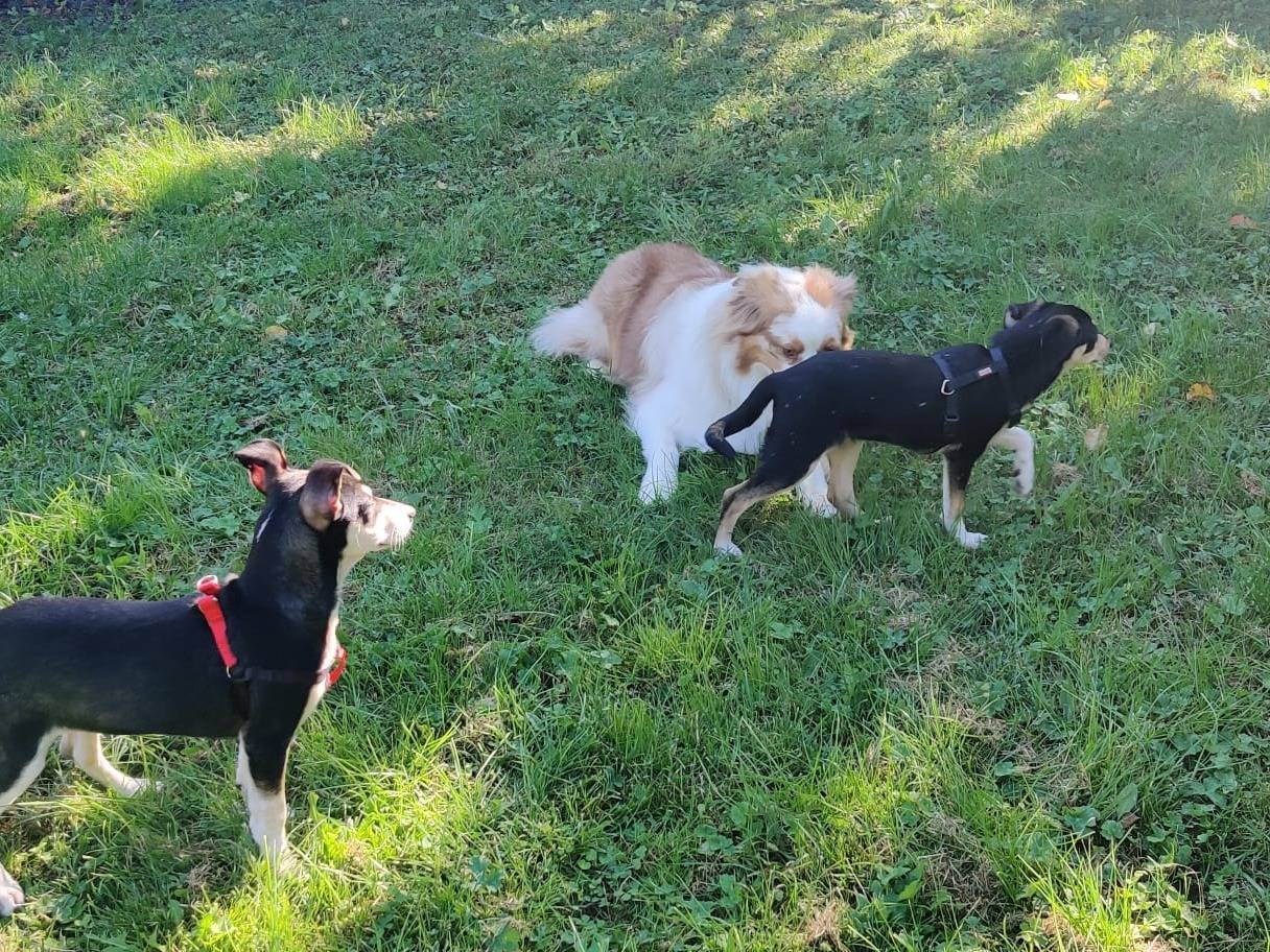 Vuoi adottare un cane a Firenze?