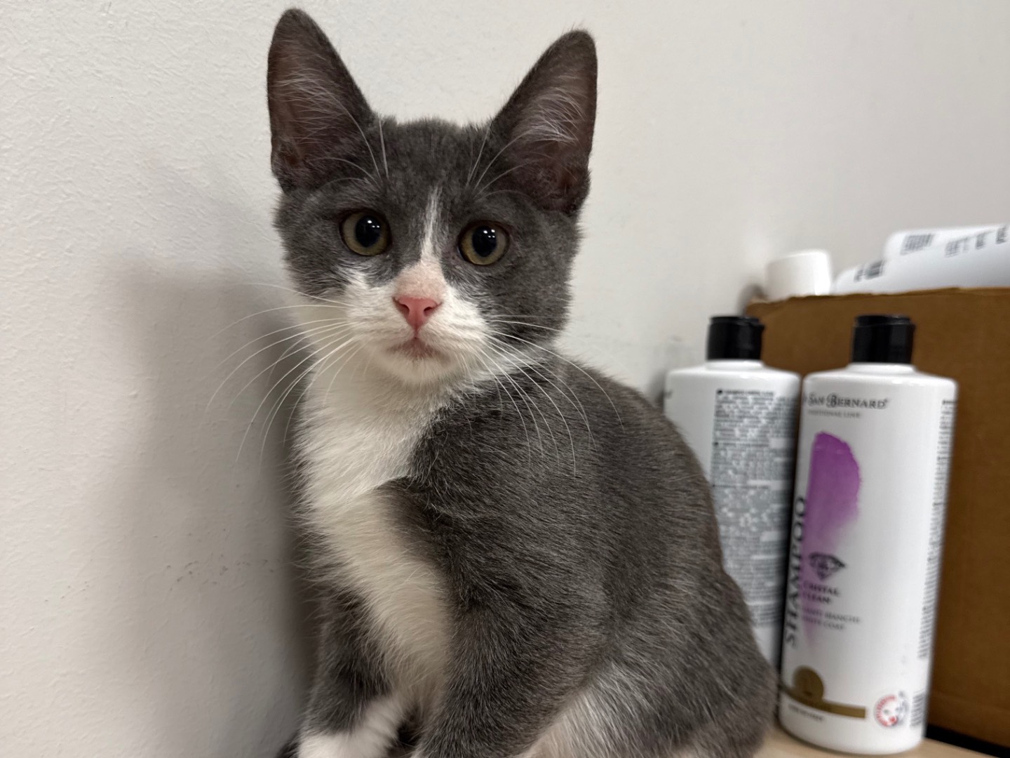 Vuoi adottare un gatto a Roma?