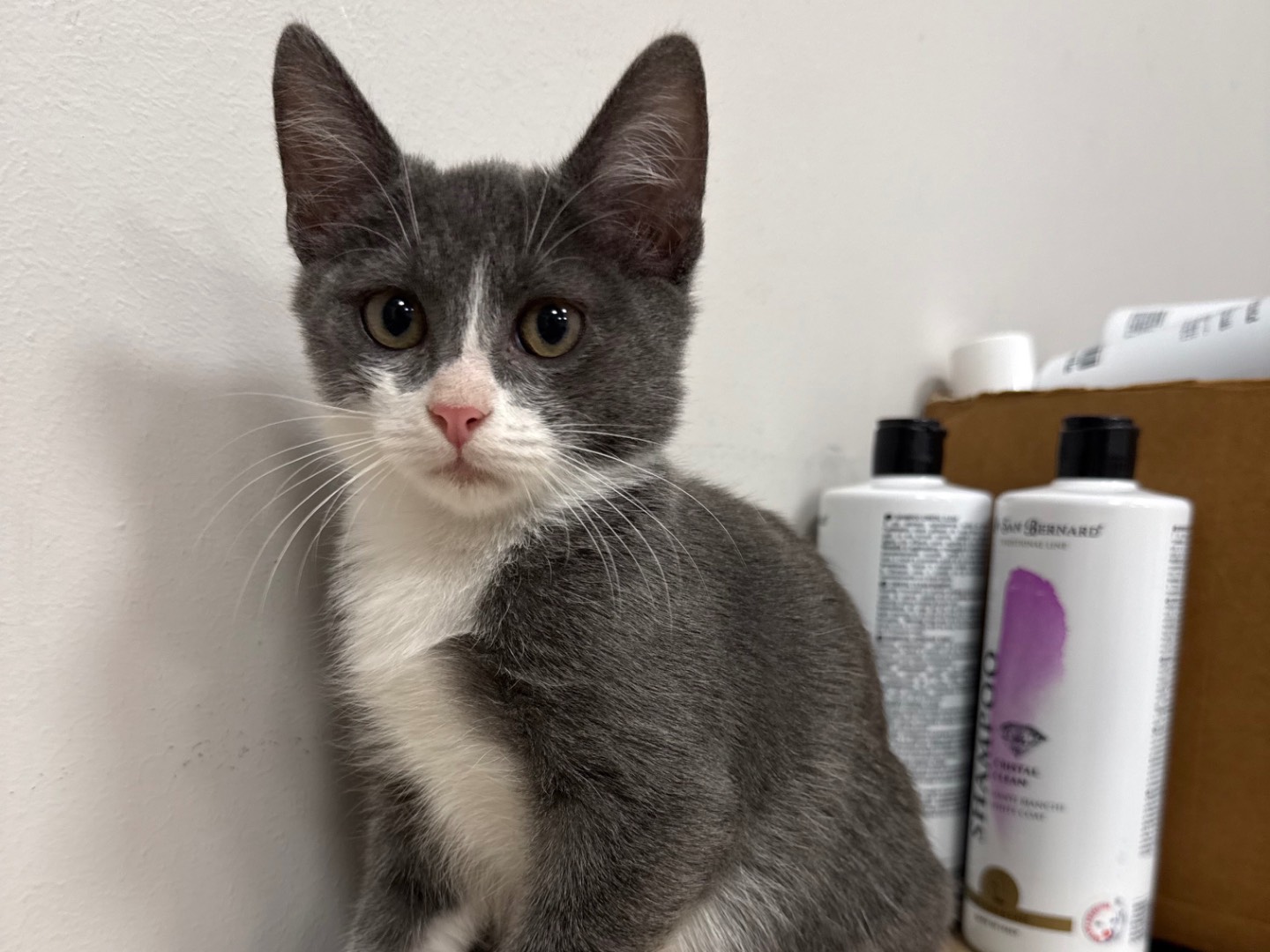 Adotta il gatto Nebbia a Roma