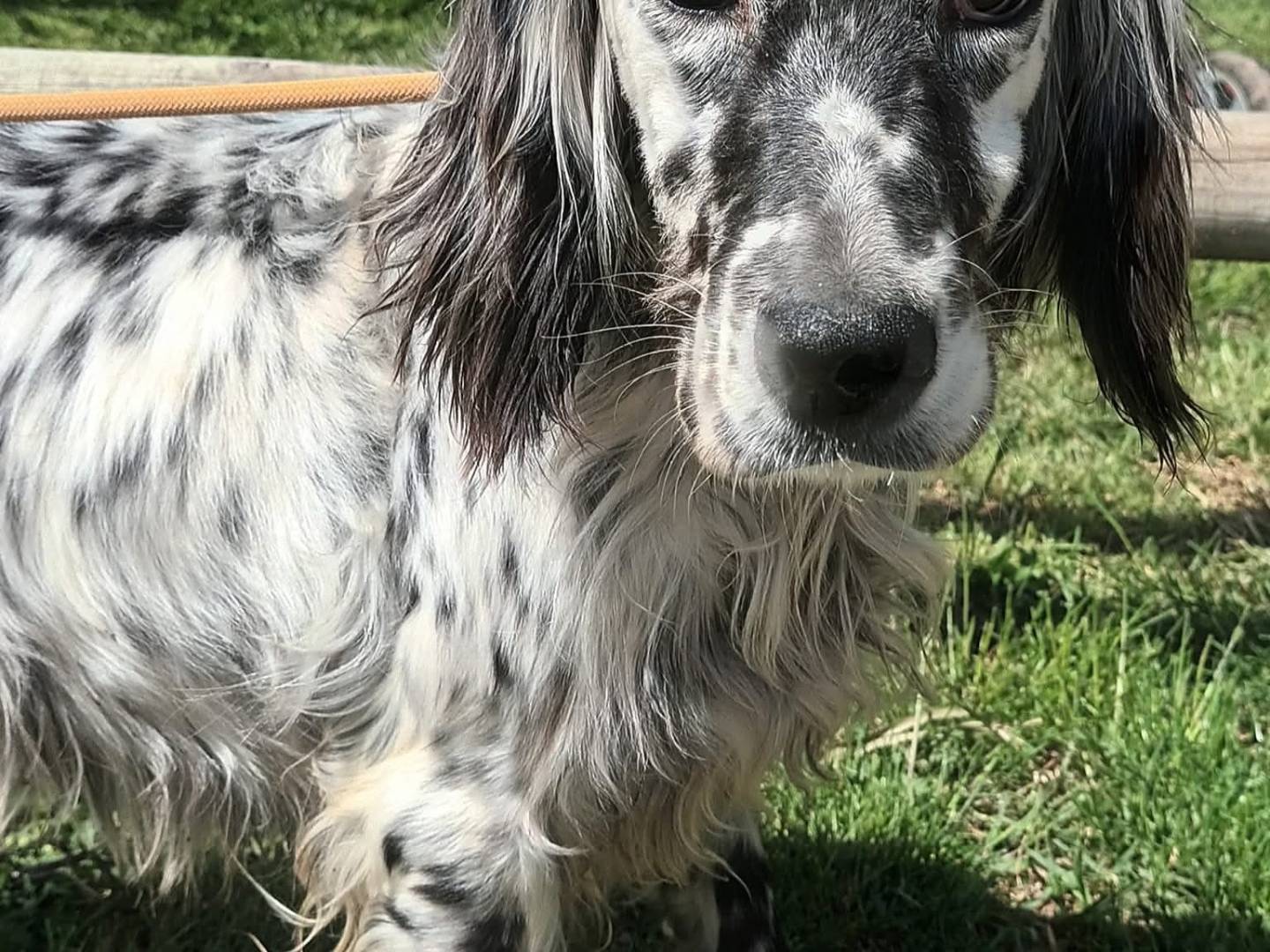 Adozione cane, femmina, Setter Inglese Razza sconosciuta, 5 anni e 4 mesi, taglia media contenuta, Caserta