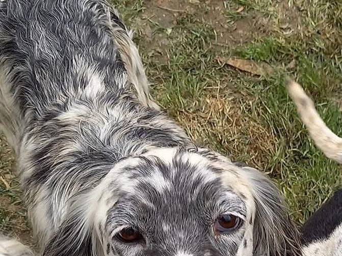 Adotta un cane, femmina, 5 anni e 4 mesi, Caserta