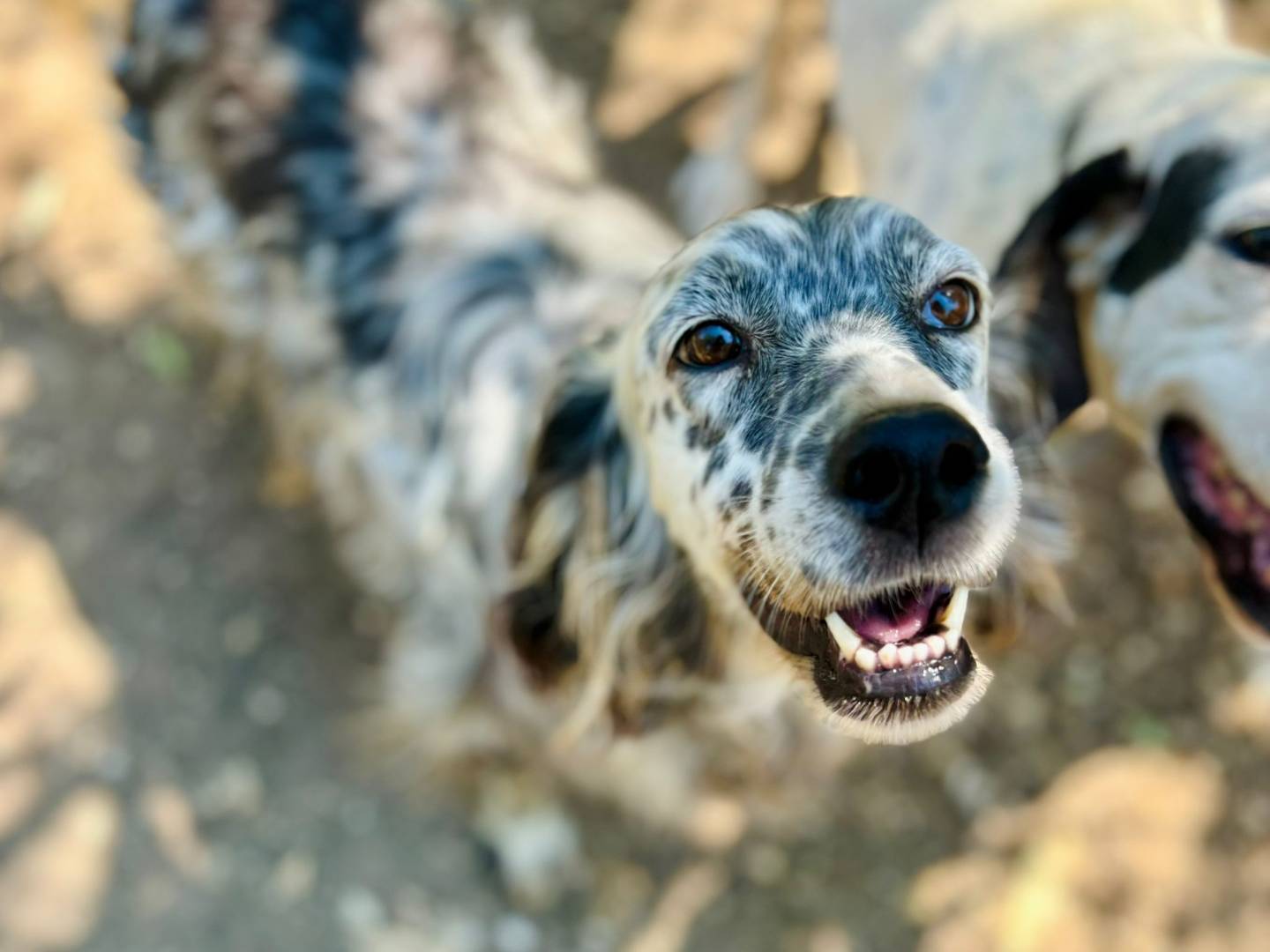 Adotta un cane, taglia media contenuta, femmina, Caserta
