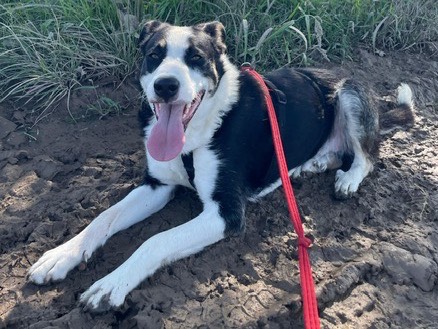 Adozione cane, maschio, Border Collie Razza sconosciuta, 1 anno e 3 mesi, taglia media, Milano