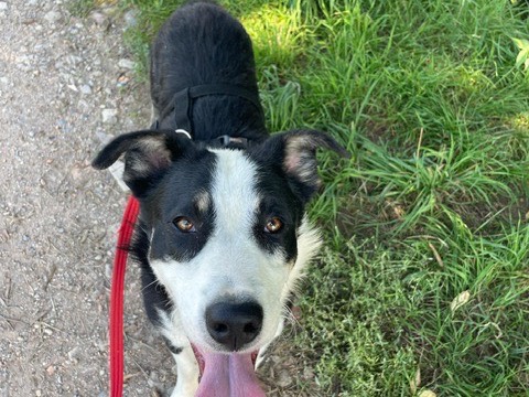 Vuoi adottare un cane a Milano?