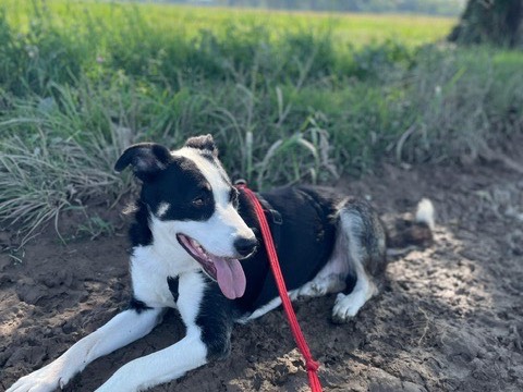 Adotta il cane ARGO a Milano