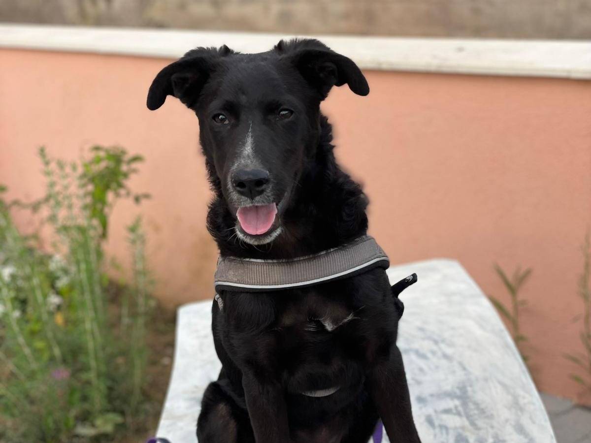 Adozione cane, maschio, Razza sconosciuta Razza sconosciuta, 4 mesi, taglia media, Palermo