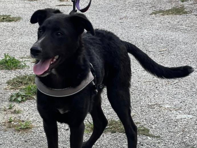 Adotta un cane, maschio, 4 mesi, Palermo