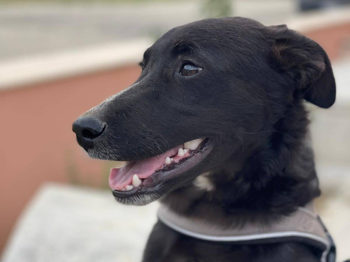 Adotta un cane, taglia media, maschio, Palermo