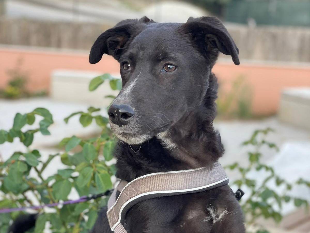 Vuoi adottare un cane a Palermo?