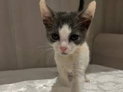 Adozione gatto, femmina, Razza sconosciuta Razza sconosciuta, 2 mesi, taglia non valida, Salerno