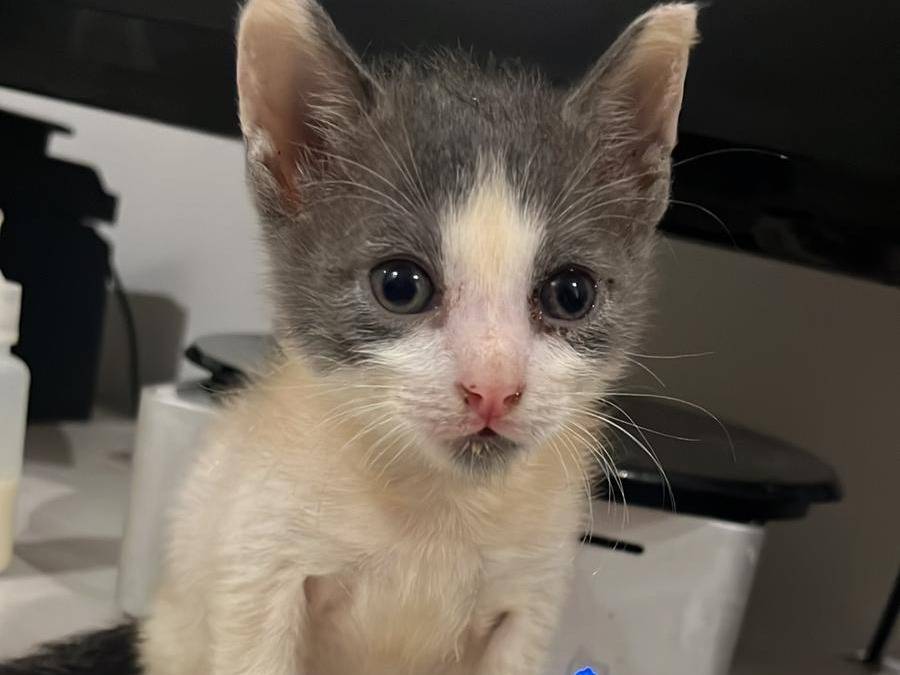 Adotta un gatto, femmina, 2 mesi, Salerno