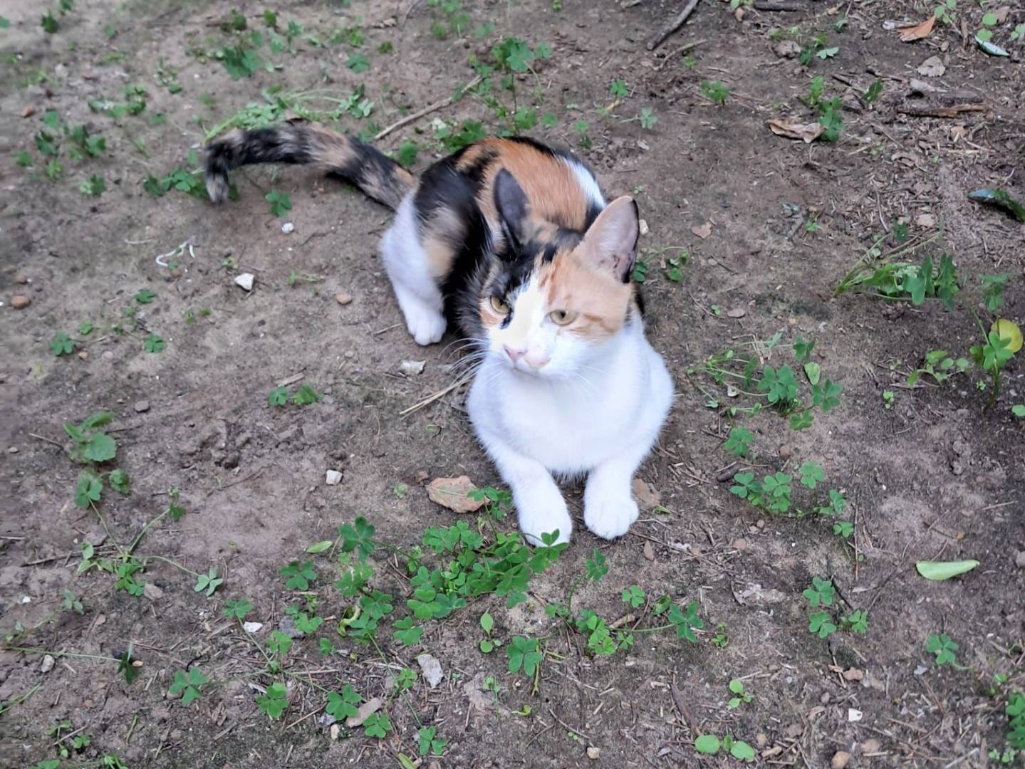 Adozione gatto, femmina, Razza sconosciuta Razza sconosciuta, 1 anno, taglia non valida, Latina