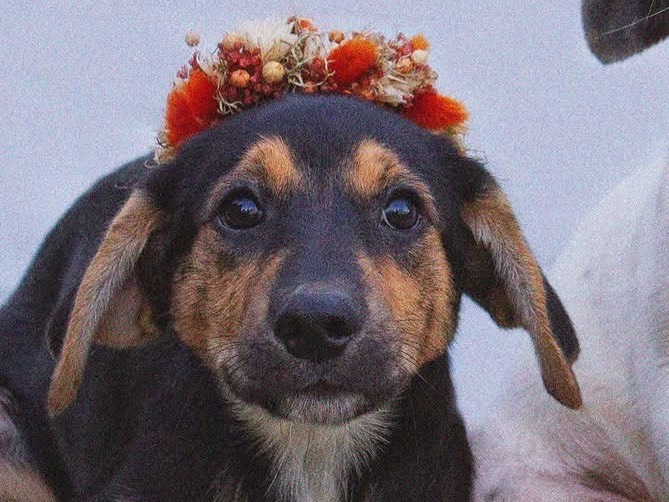 Adozione cane, maschio, Razza sconosciuta Razza sconosciuta, 3 mesi, taglia media, Treviso