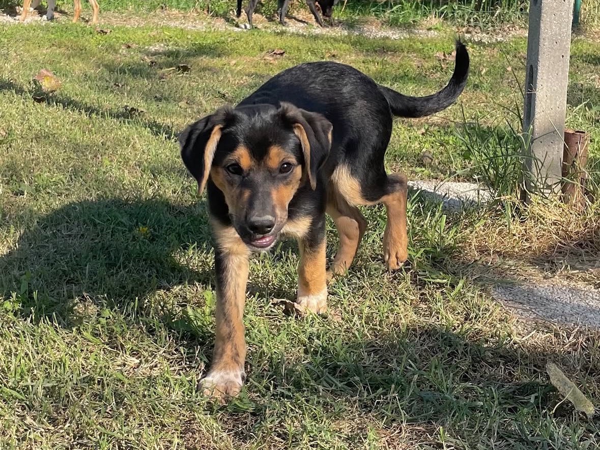 Adotta un cane, maschio, 3 mesi, Treviso