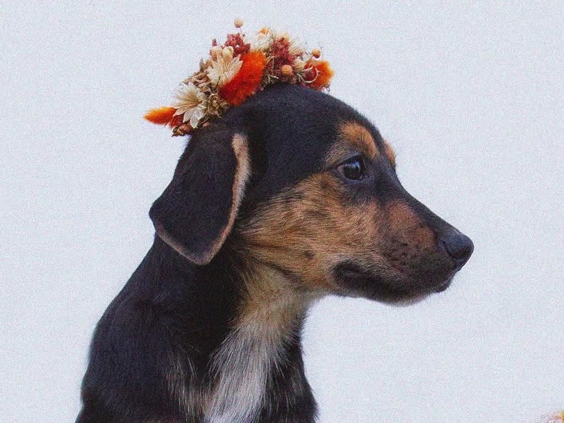 Adotta un cane, taglia media, maschio, Treviso