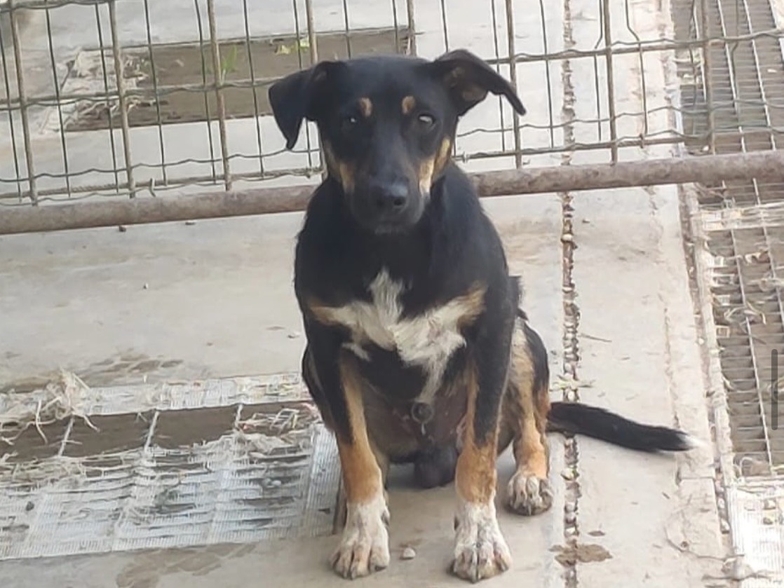 Adozione cane, maschio, Segugio Pinscher, 6 mesi, taglia piccola, Treviso