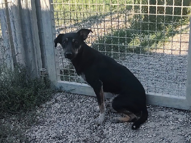 Adotta un cane, maschio, 6 mesi, Treviso