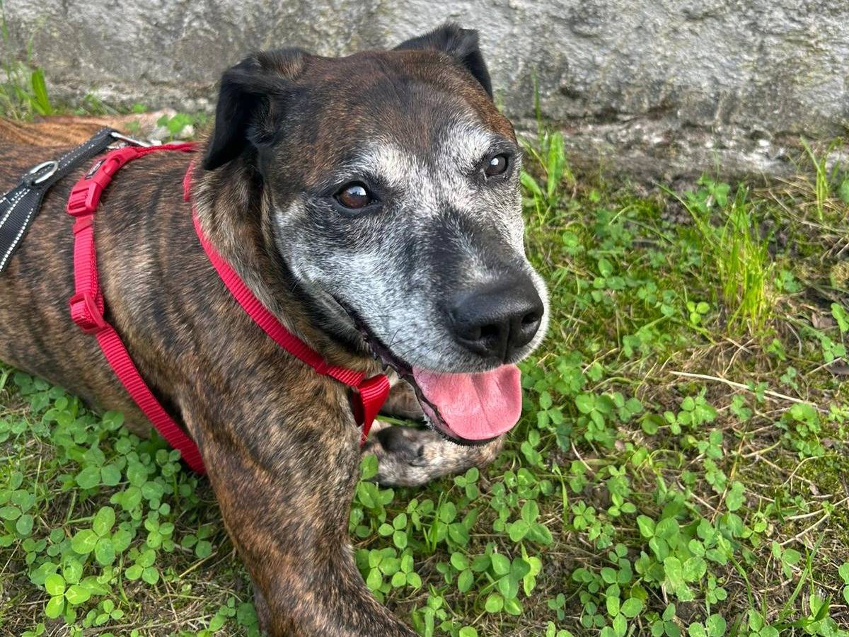 Adozione cane, maschio, Pitbull Razza sconosciuta, 9 anni e 6 mesi, taglia media, Milano