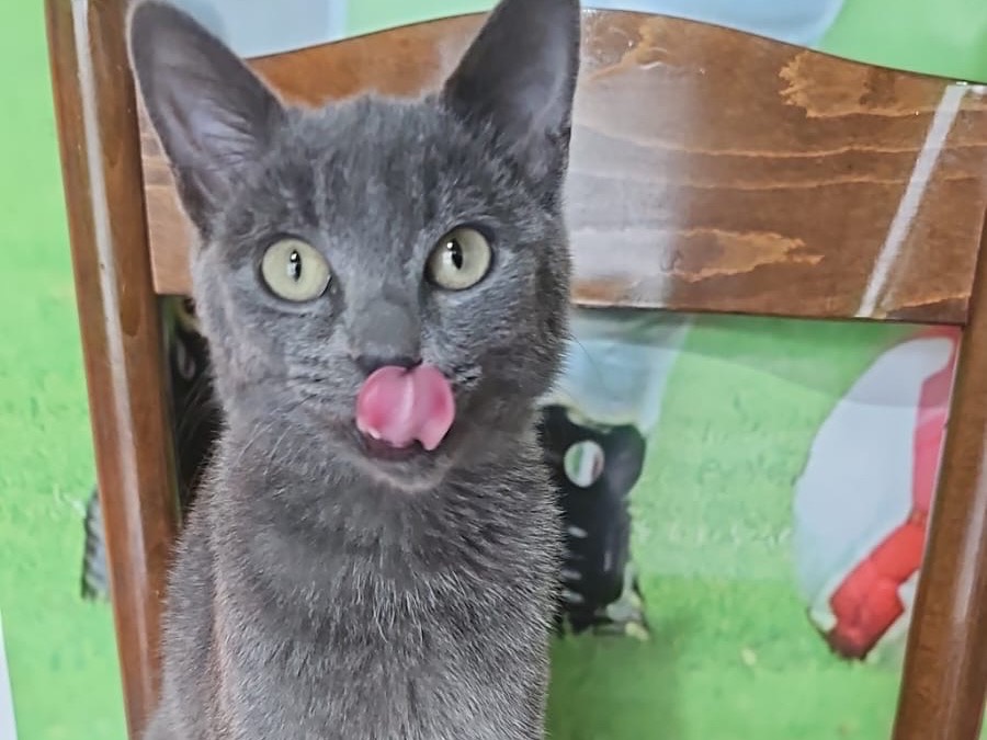 Adotta un gatto, femmina, 5 mesi, Messina